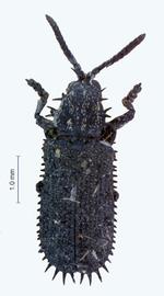   Ogidodonta  habitus. 